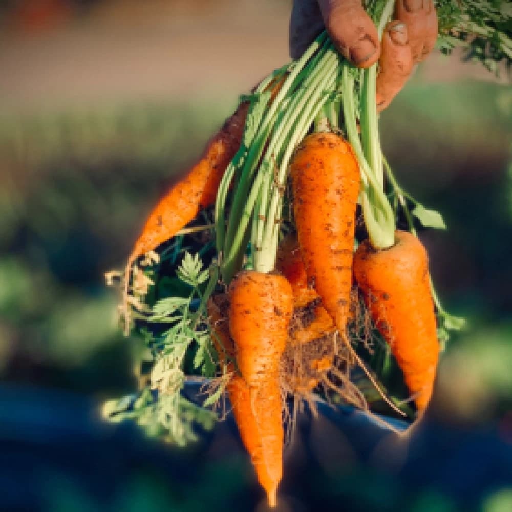 Precision Agriculture Harvest